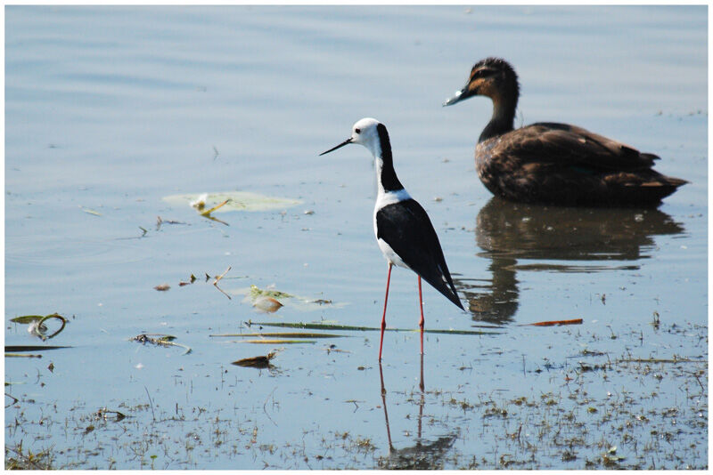 Pied Stiltadult