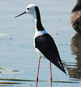 Pied Stilt