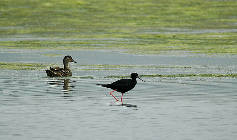 Black Stilt