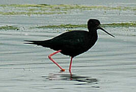 Black Stilt