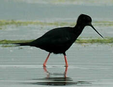 Black Stilt