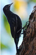 Black-tailed Treecreeper