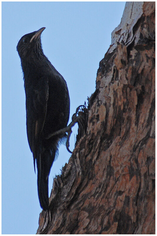 Black-tailed Treecreeperimmature