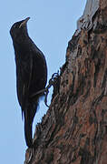 Black-tailed Treecreeper