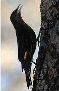 Black-tailed Treecreeper