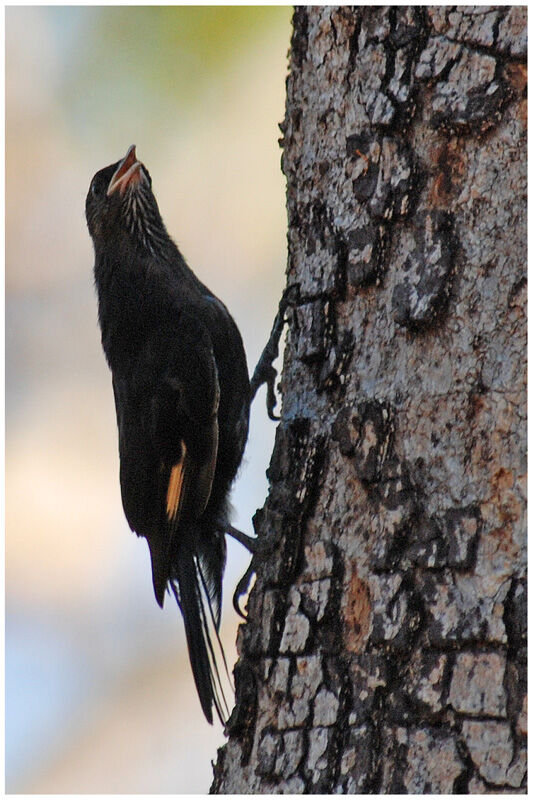 Black-tailed Treecreeper