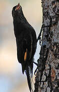 Black-tailed Treecreeper