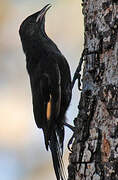 Black-tailed Treecreeper