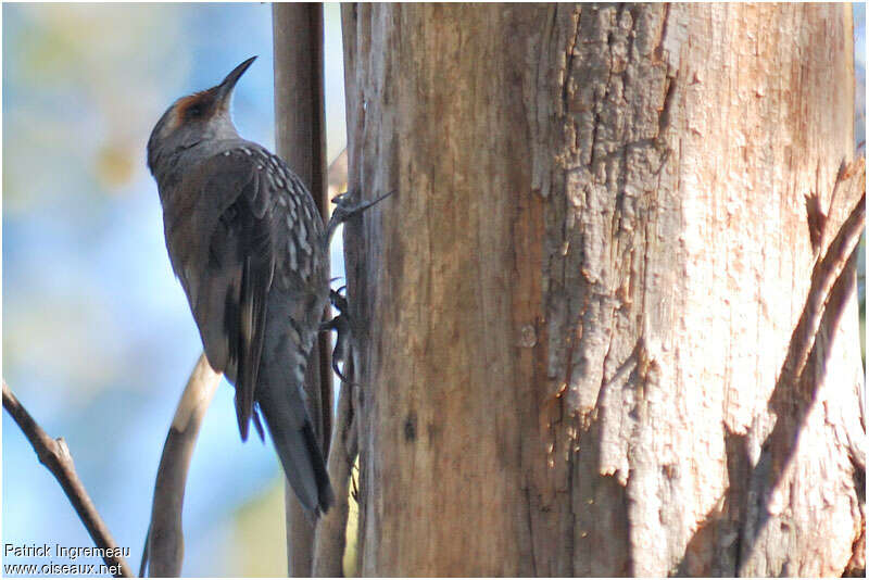 Red-browed Treecreeperadult