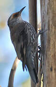 Red-browed Treecreeper