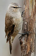 Brown Treecreeper