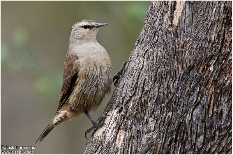 Brown Treecreeper male adult, identification