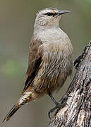 Brown Treecreeper