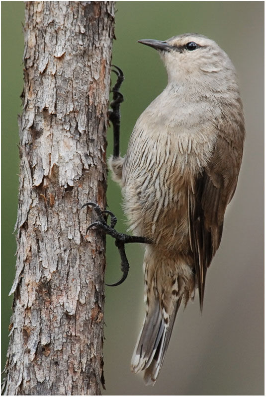 Brown Treecreeper male adult