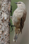 Brown Treecreeper