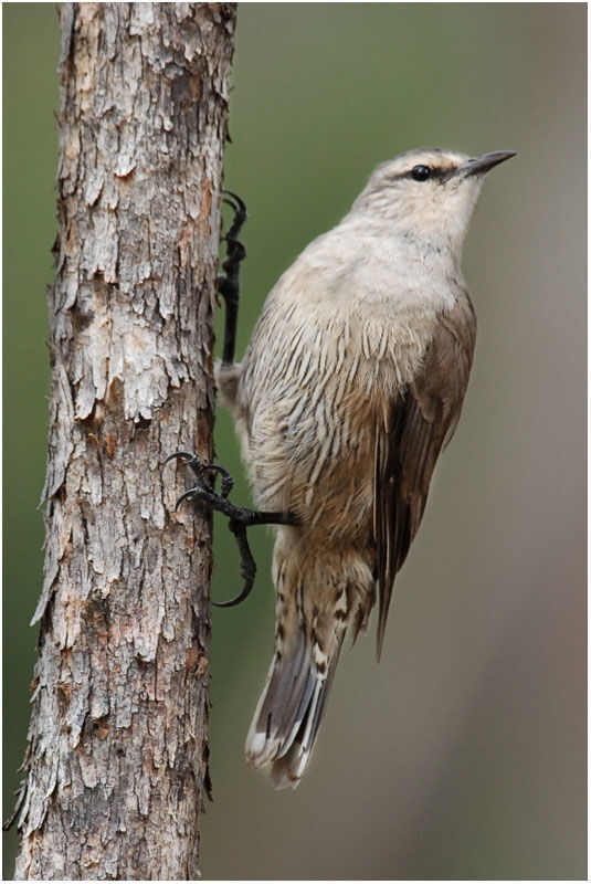 Brown Treecreeper male adult