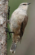 Brown Treecreeper