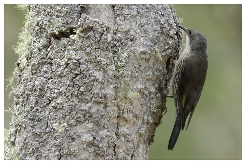 White-throated Treecreeper male adult