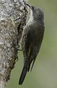 White-throated Treecreeper