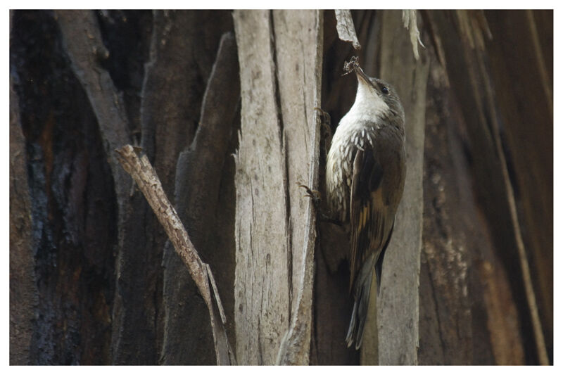 White-throated Treecreeper male adult
