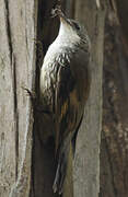 White-throated Treecreeper