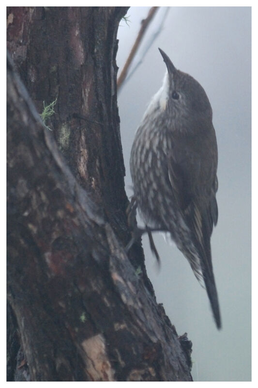 White-throated Treecreeper male adult