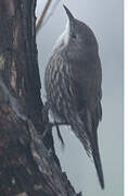 White-throated Treecreeper