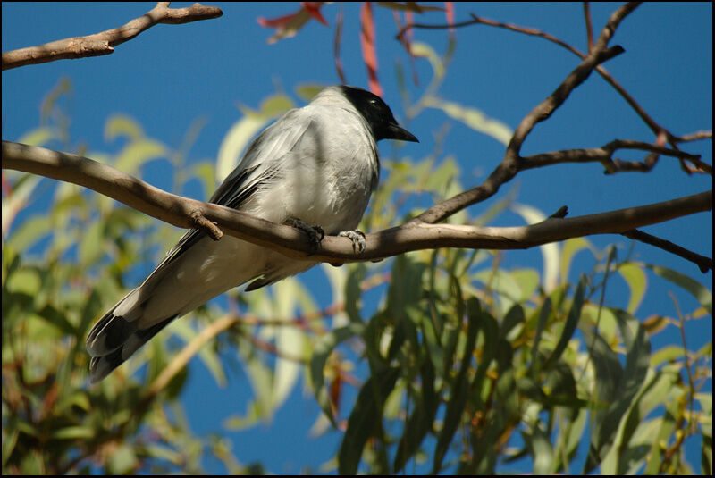 Black-faced Cuckooshrikeadult