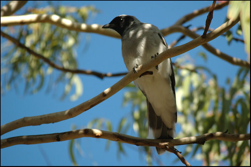 Black-faced Cuckooshrikeadult