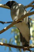 Black-faced Cuckooshrike