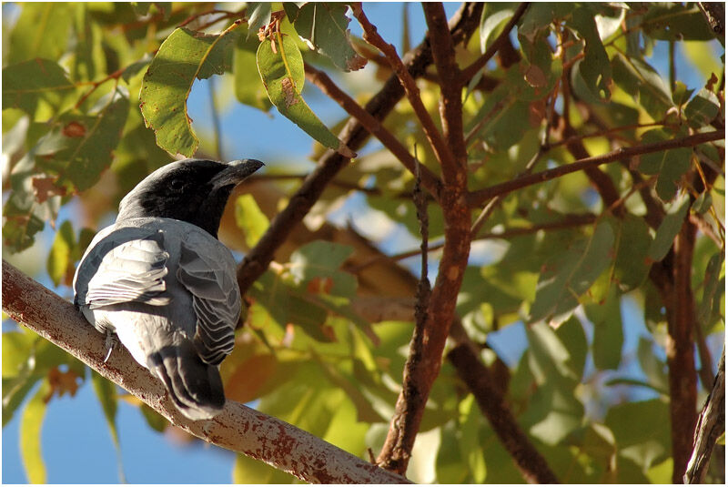 Black-faced Cuckooshrikeadult