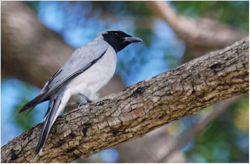 Black-faced Cuckooshrikeadult