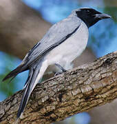 Black-faced Cuckooshrike