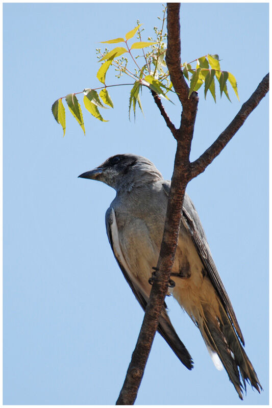 Black-faced Cuckooshrikeimmature