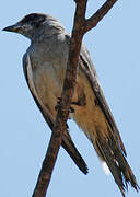 Black-faced Cuckooshrike