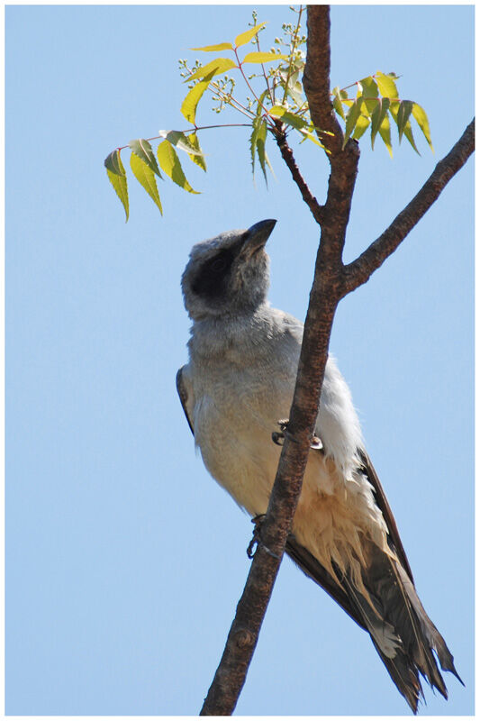 Black-faced Cuckooshrikeimmature