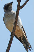 Black-faced Cuckooshrike