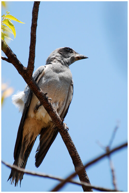 Black-faced Cuckooshrikeimmature