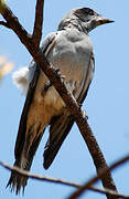 Black-faced Cuckooshrike