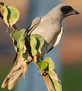 Black-faced Cuckooshrike