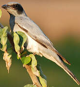 Black-faced Cuckooshrike