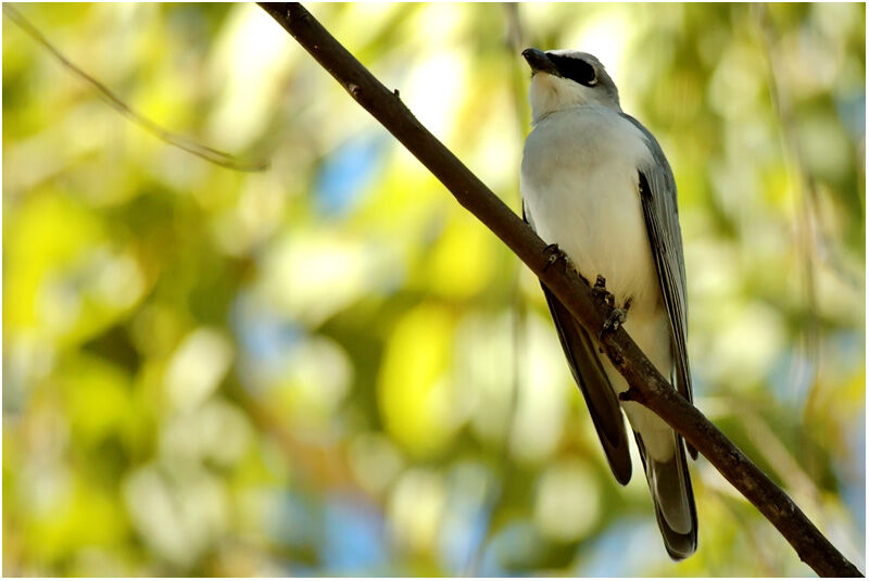 White-bellied Cuckooshrikeadult