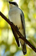 White-bellied Cuckooshrike