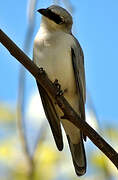 White-bellied Cuckooshrike