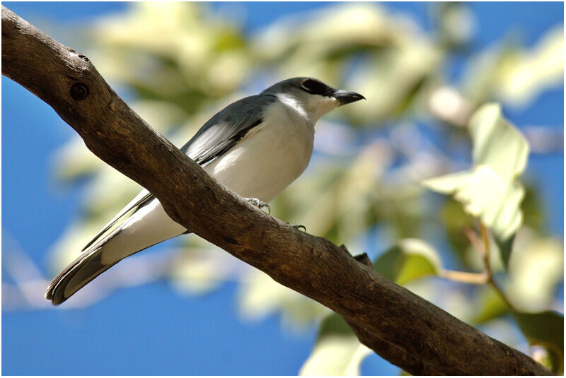 White-bellied Cuckooshrikeadult