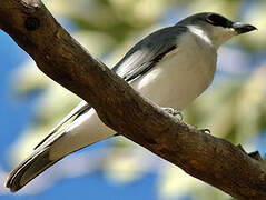 White-bellied Cuckooshrike