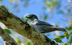 Grey Cuckooshrike