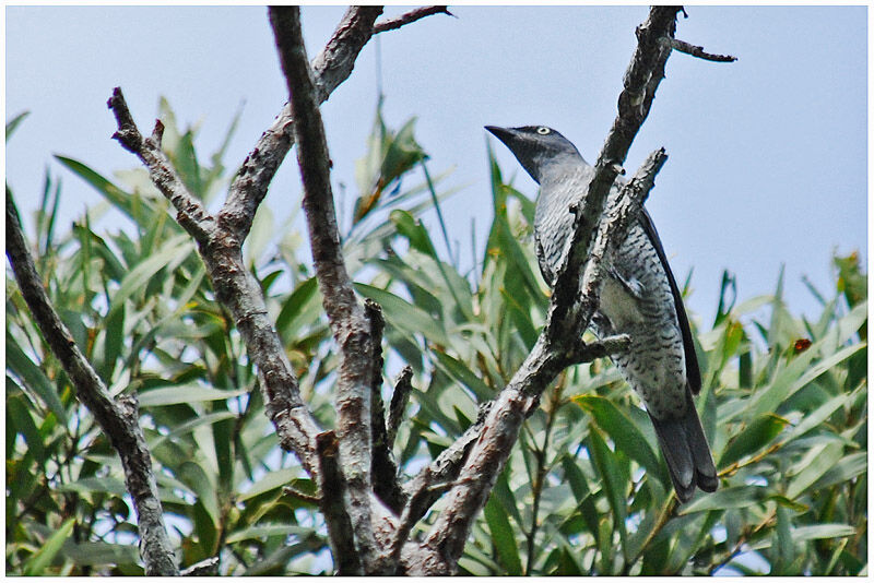 Barred Cuckooshrikeadult