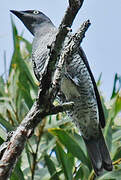 Barred Cuckooshrike