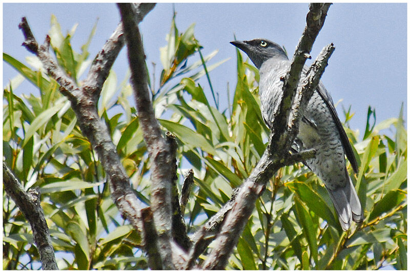 Barred Cuckooshrikeadult